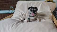 How do you balance testing and influencing the team to make quality a priority?  image