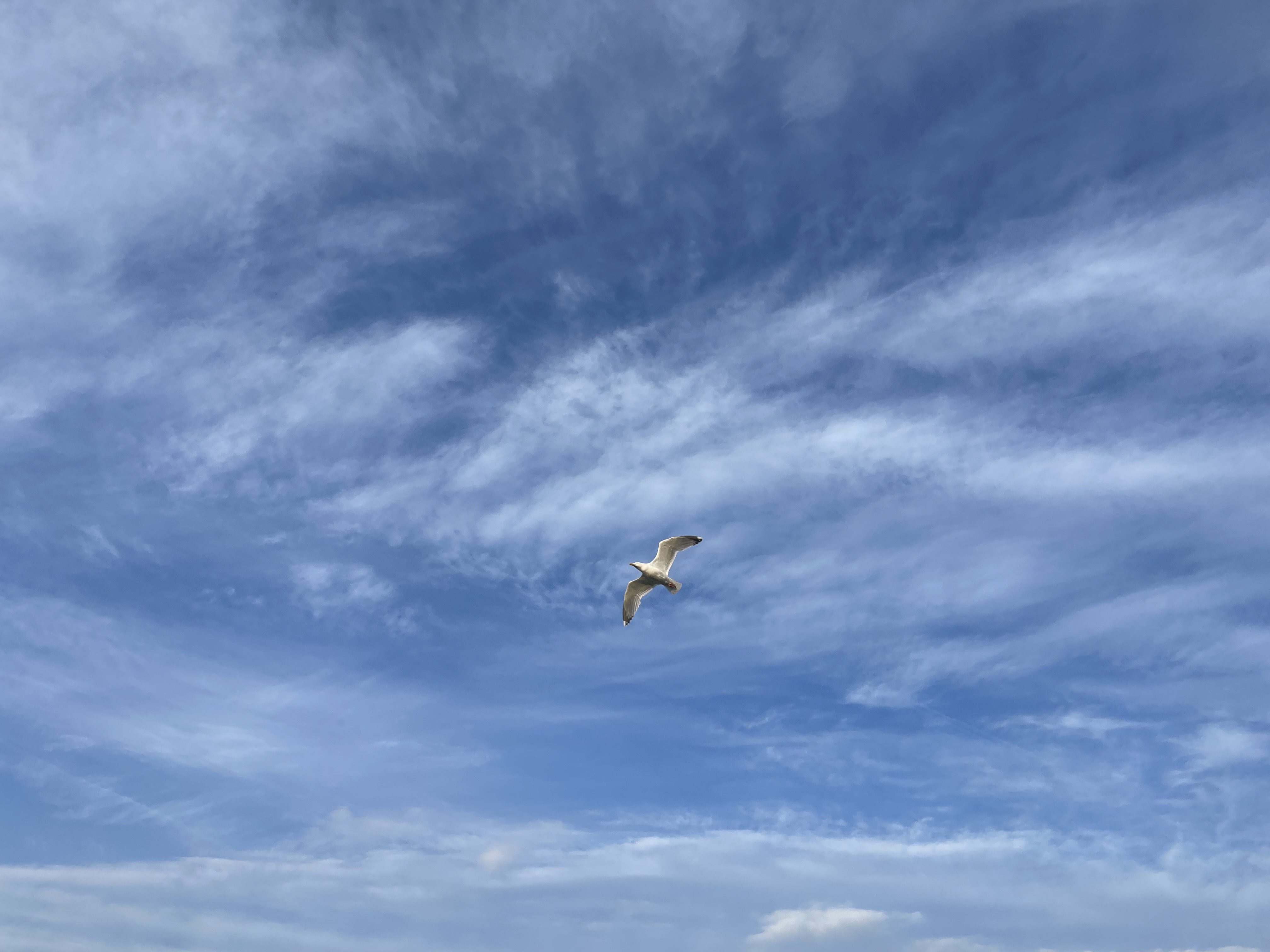 Photo of a seagull, maybe it's Space Seagull.