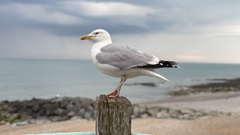 It's Space Seagull in real life. Making Plans for TestBash. image