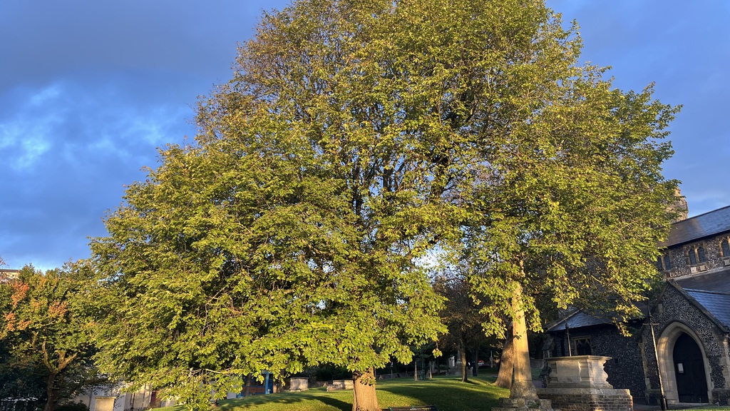 Large tree in golden light image
