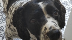 
Strengths -
- The appearance of total innocence 
- Relentless obsession with where the treats live (at home, at the vets, in the pet shop)
- Sleeping

Weaknesses
- Stopping for a lie down i... image