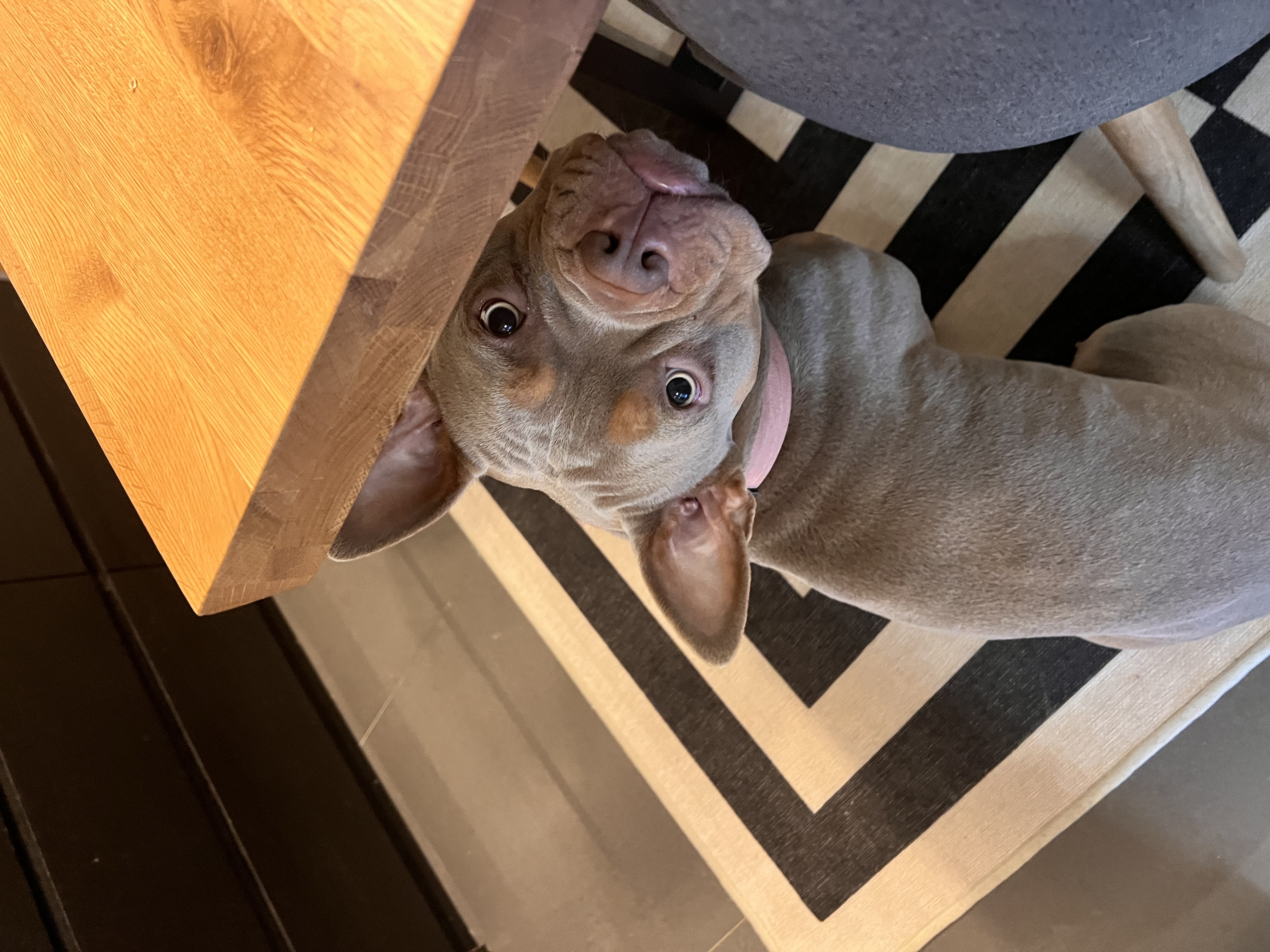 Poppy looking up at the camera