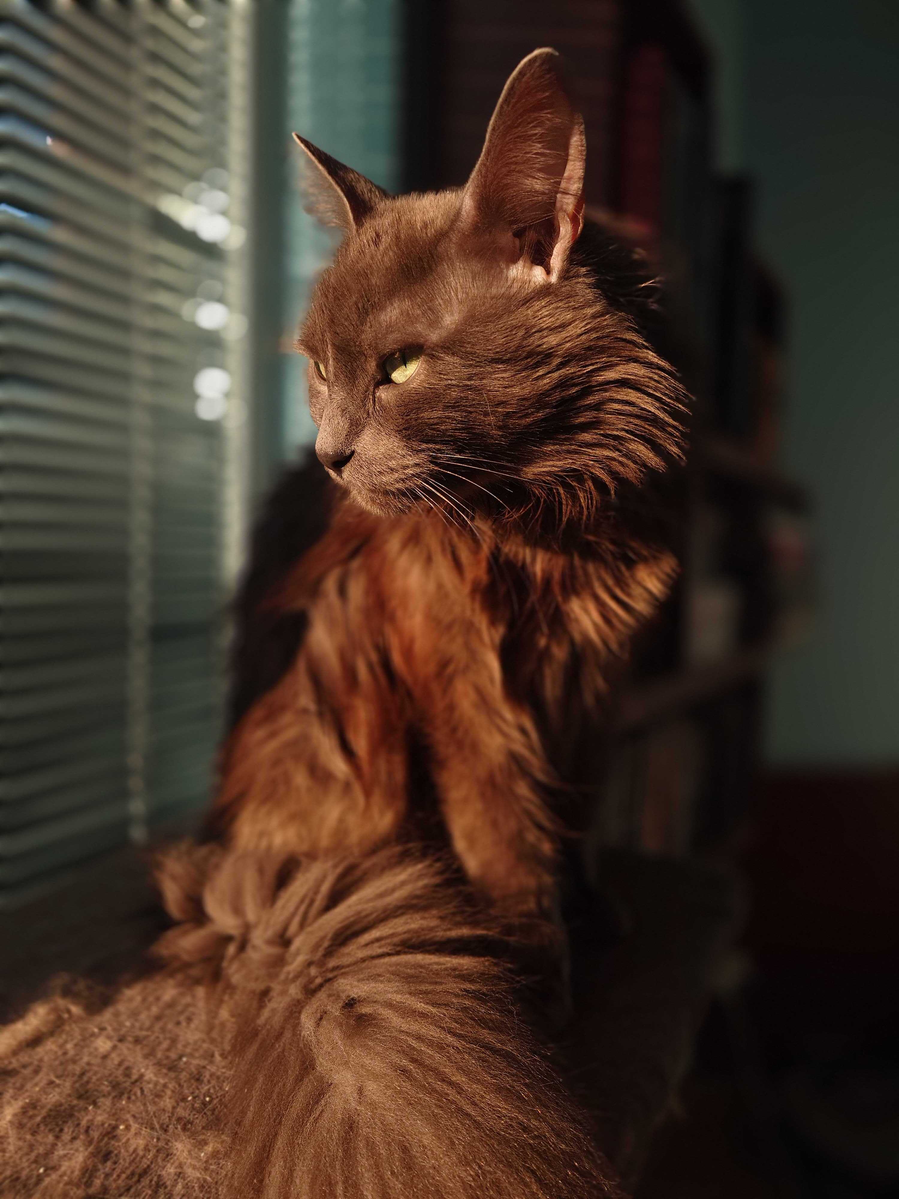 Occasionally mentioned as QA Cat in the internal Slack (even has his own dedicated emotes)

Superpowers:
- Not Impressed by developers
- Has a brother 
- Silent but deadly

Weaknesses:
- Has a brother
- Sleeps a lot