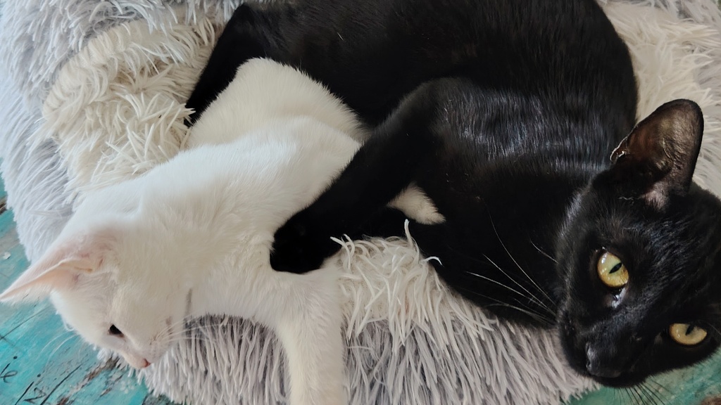 Luna & Munja (Flash) - Guardians of the MoTaverse image