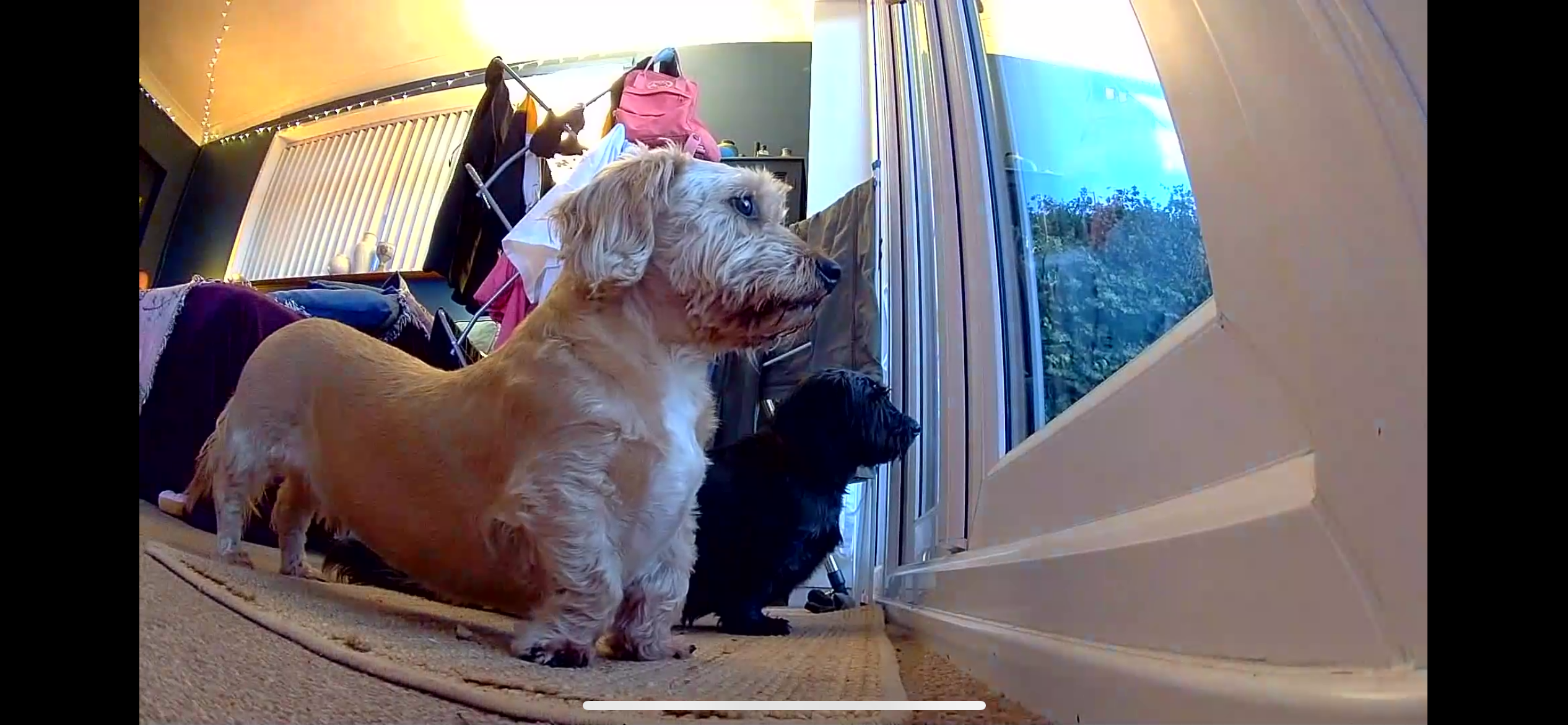 Two dogs looking at the door 