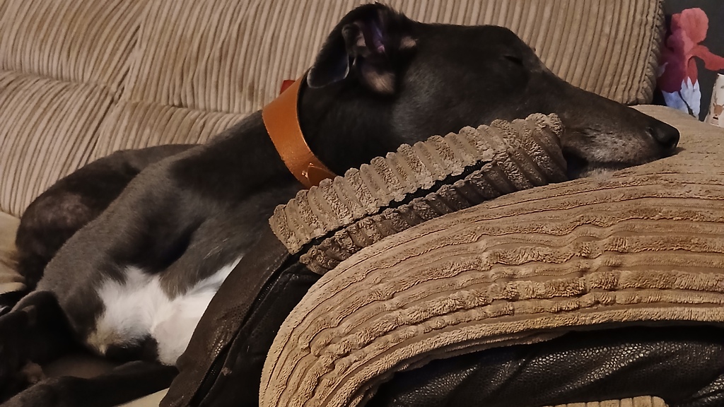 Greyhound sleeping on a beige settee looking very comfortable image