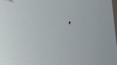 30/09/25, Brighton. 

Cheeky bug crawling on the projected screen during the Leading With Quality day. I guess it didn't wanna miss out. Can't blame it! 

 image