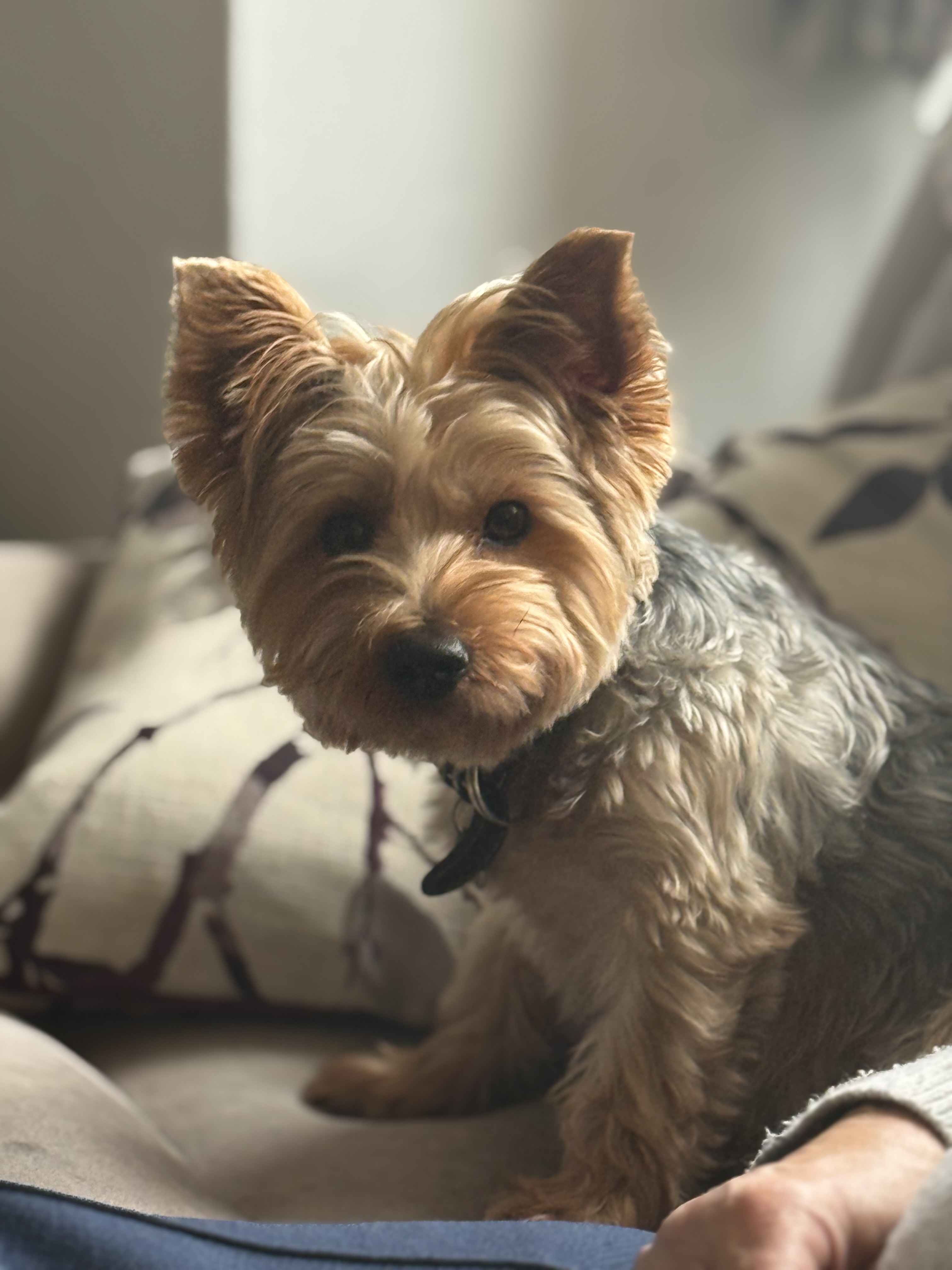 Percy is a Yorkshire Terrier with ginger and blond fur. He is looking straight at the camera 
