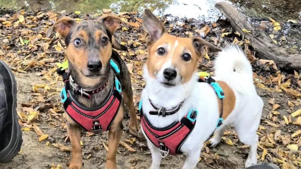 Eddi and Sox: A pair of Guardians of the MoTaverse image