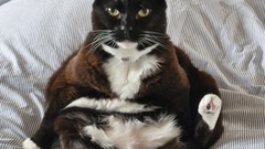 Alias: The Comfort QA-t
Species: Feline (Domesticus Perfectionis)
Alignment: Chaotic Cuddly
Current Assignment: Guardian of the MoTaVerse — Ministry of Testing
Role in the Guardians: Posture of... image