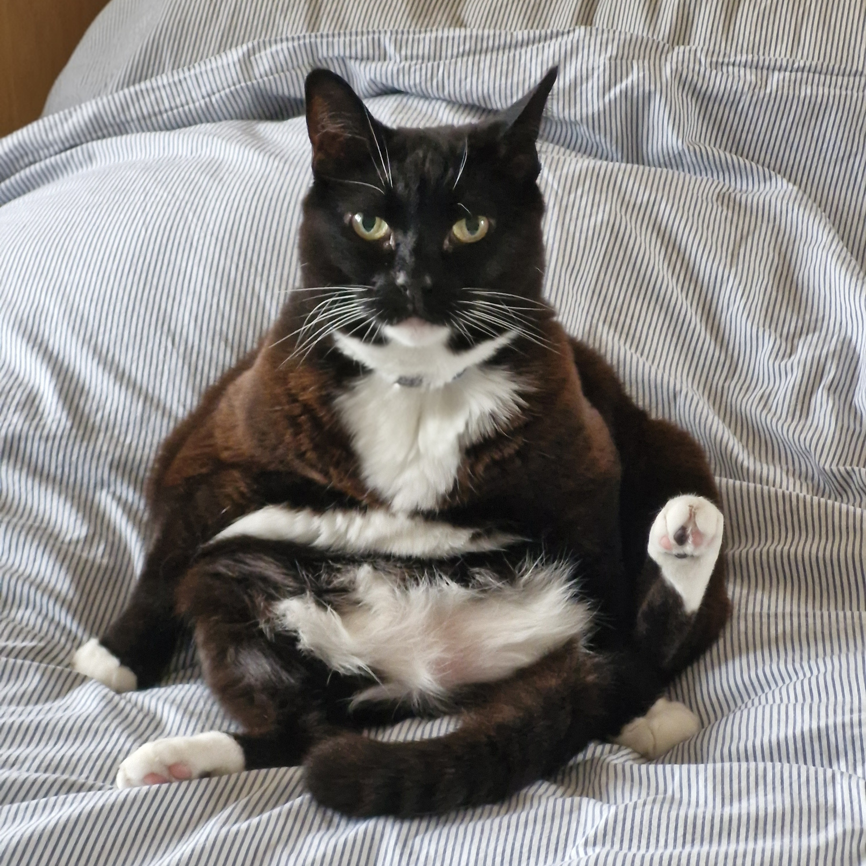 Tuxedo cat sitting on her behind with all paws out front for grooming, looking at the camera. One paw is raised giving her the appearance of a Buddha statue. 