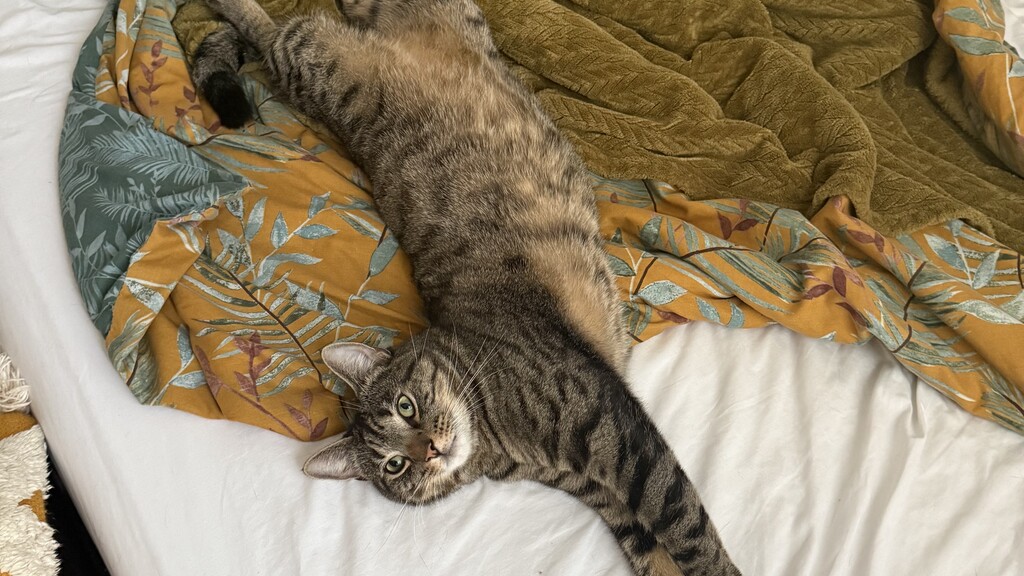 A picture of an extremely silly grey tabby cat, stretched out on a bed.