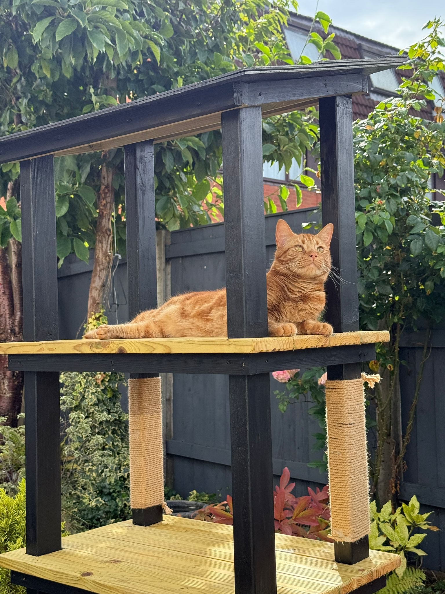 A photo of a ginger tabby cat perched on a cat tower in a garden.
