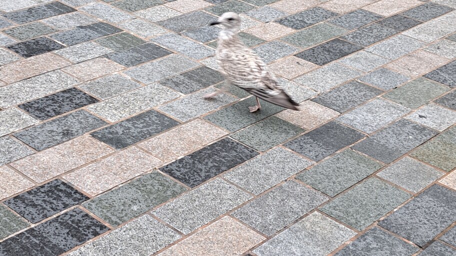 I found Space Seagull! image