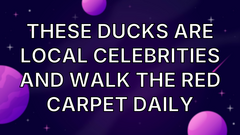 These ducks are local celebrities and walk the red carpet daily image