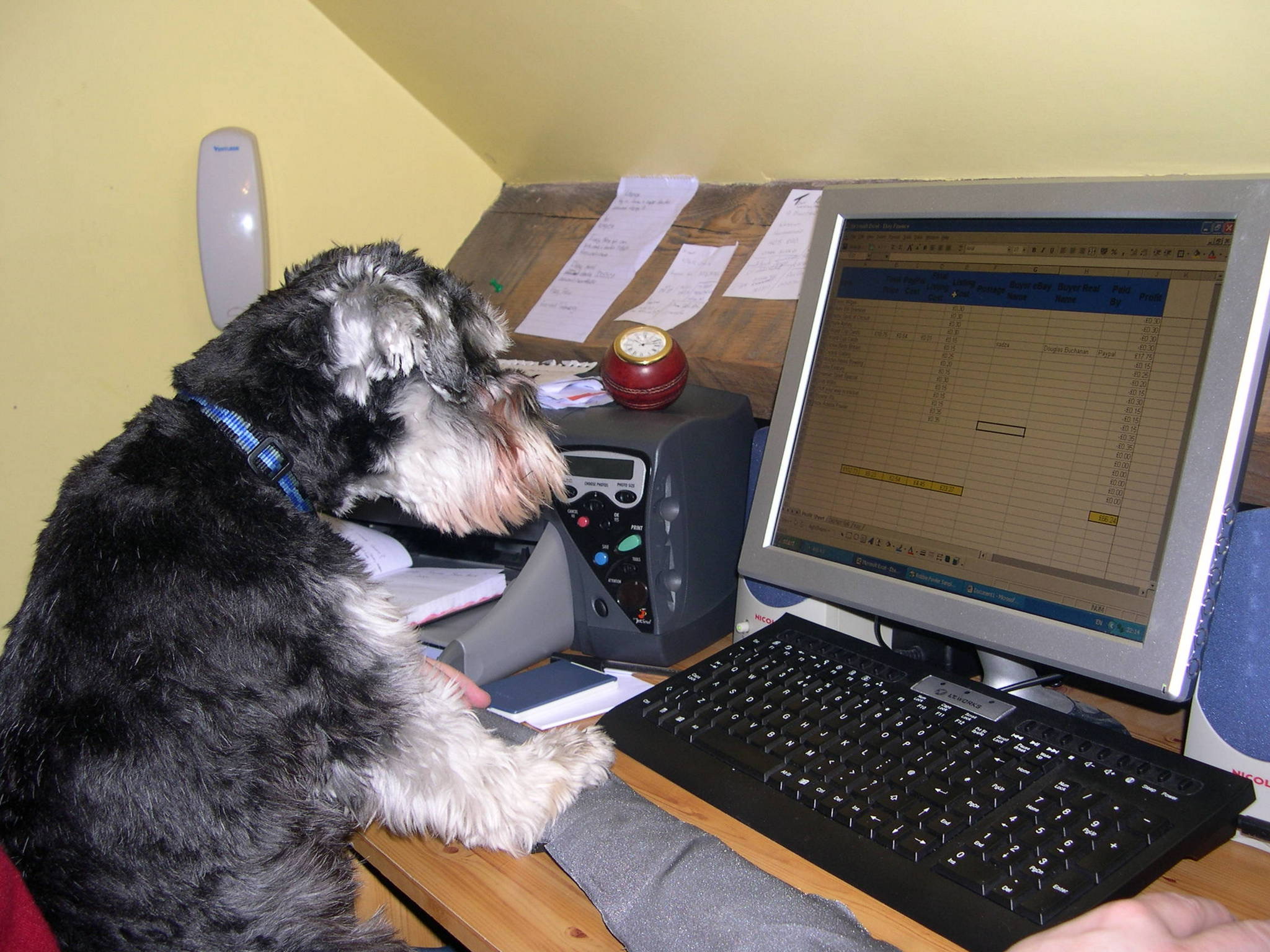 Max a miniature schnauzer is sat at a desk, paws on a keyboard, looking at a spreadsheet on the screen. 