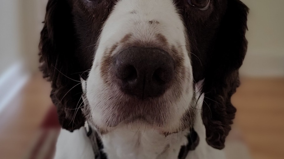 Jussi (spirit) Guardian Of the MoTaverse image