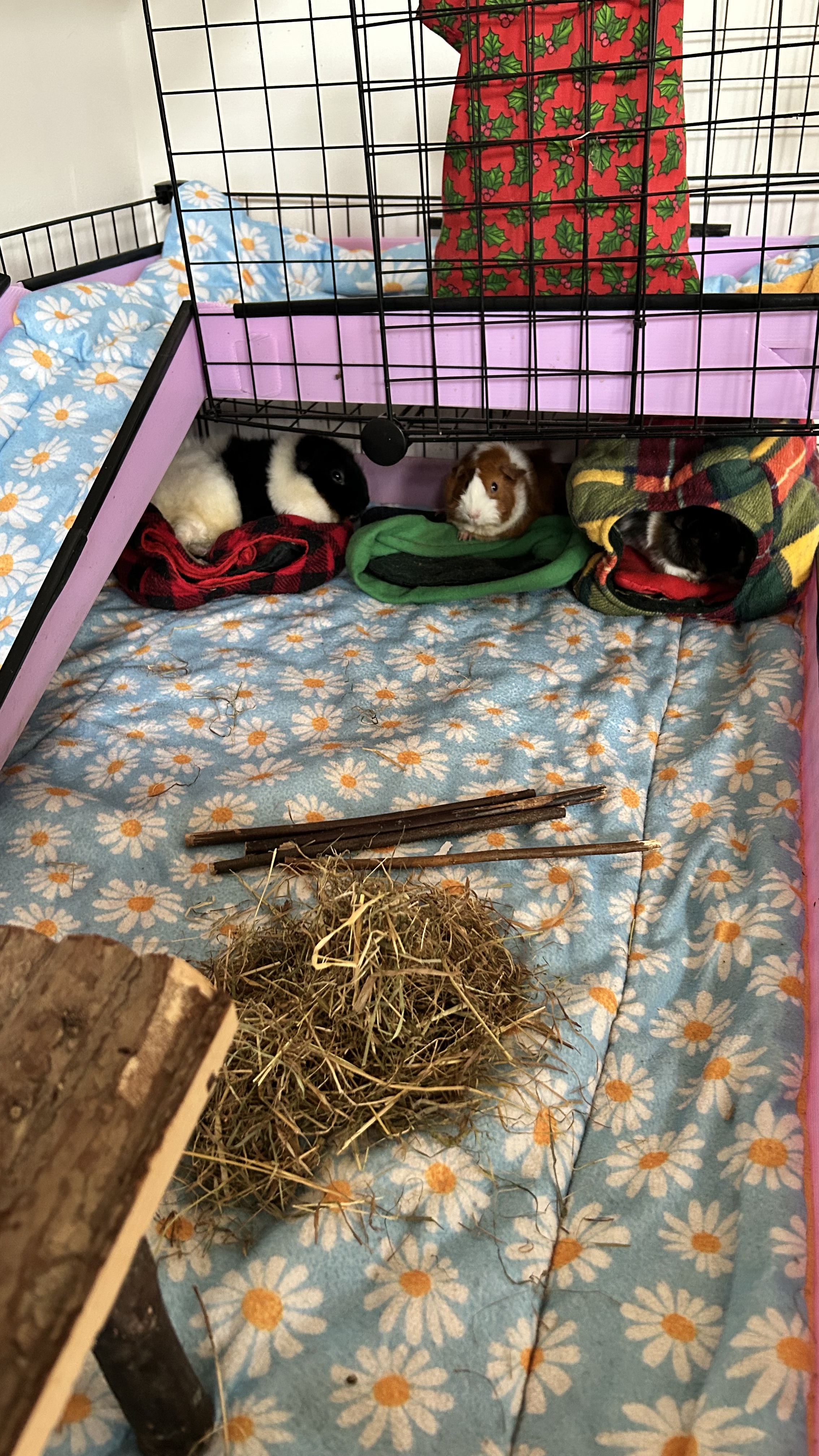 Three guinea pigs lying lazily on fleecy objects. The left guinea pig is black and white with fuzzy fur, the middle guinea pig is ginger and white with fuzzy fur, and the right hand guinea pig is black, white and grey with punky fur.