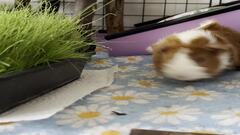 Temperance and Vera doing some exploratory testing on some freshly-grown grass! image