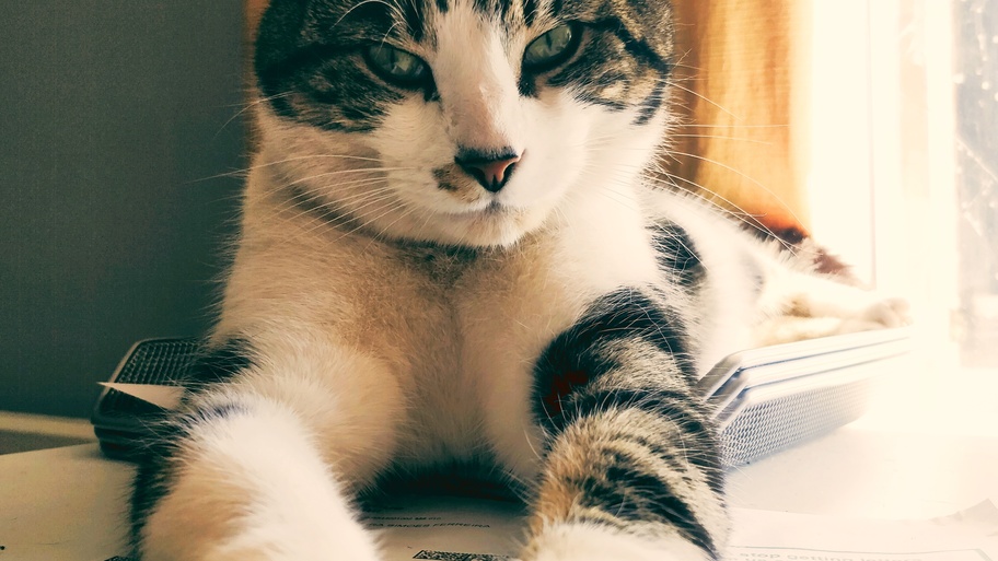 Link - Guardian of the MoTaverse image