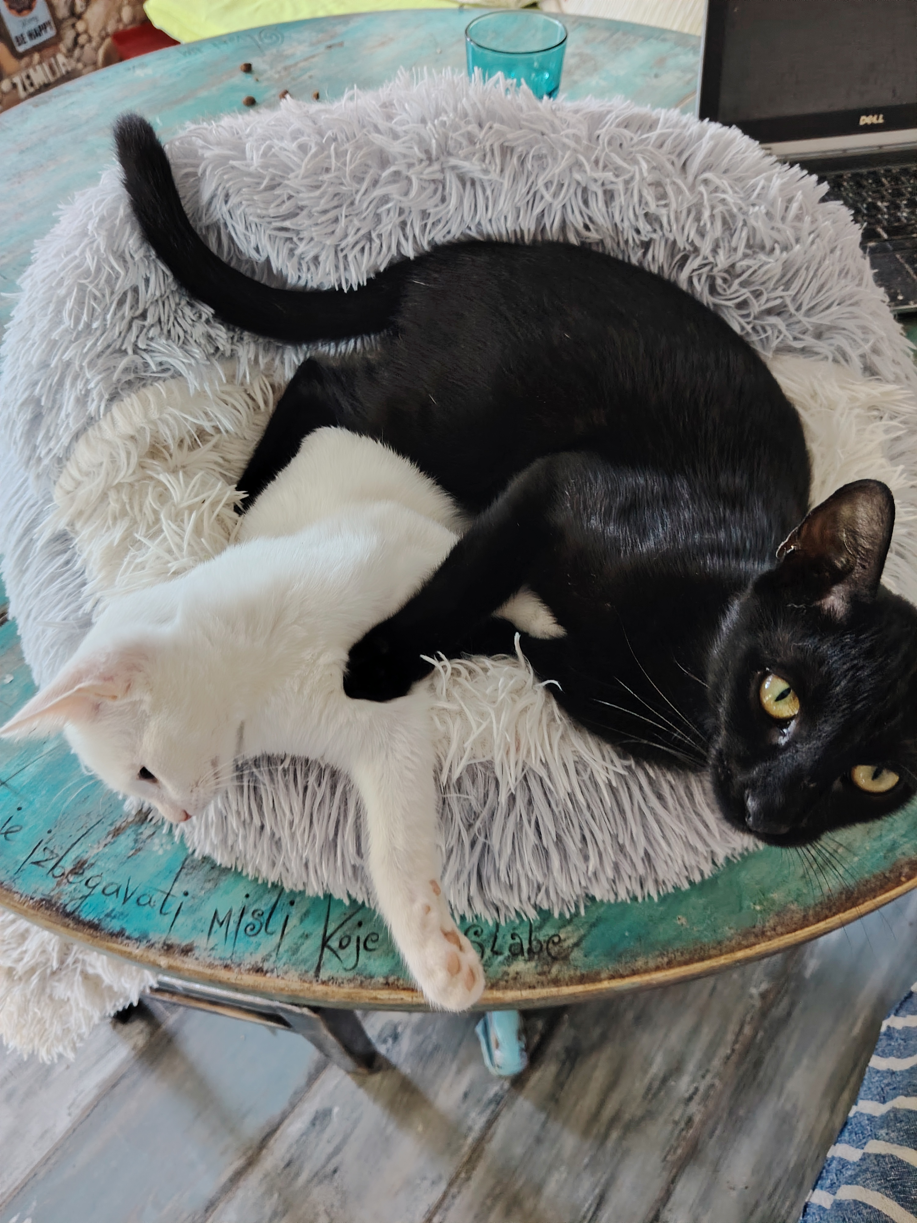Two cats — one black and one white — curled together in a round, fluffy, grey pet bed on a rustic, turquoise wooden t... image