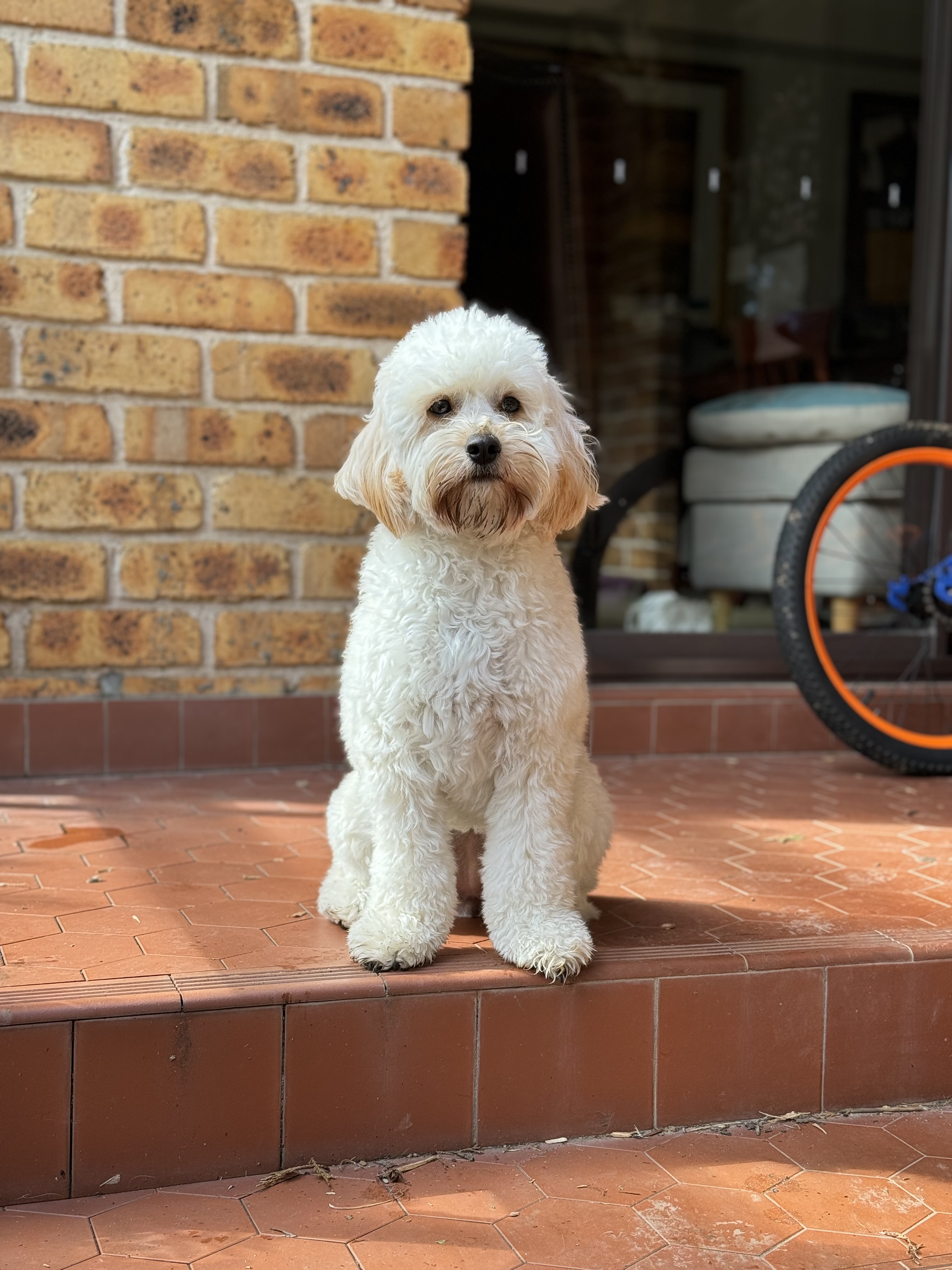 Picture of an apricot spoodle, a breed of dog