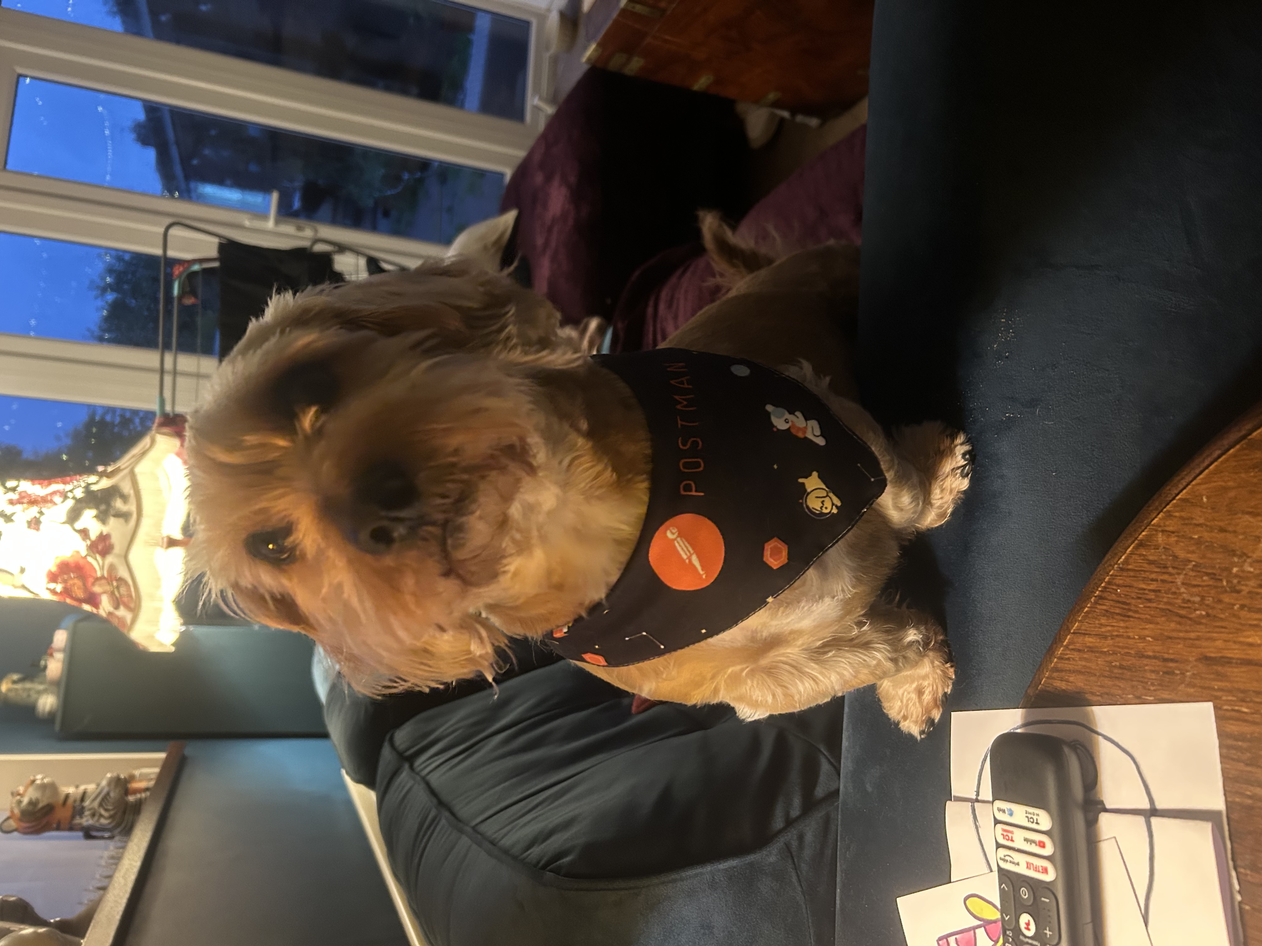 Small hairy sausage dog wearing a postman bandanna 