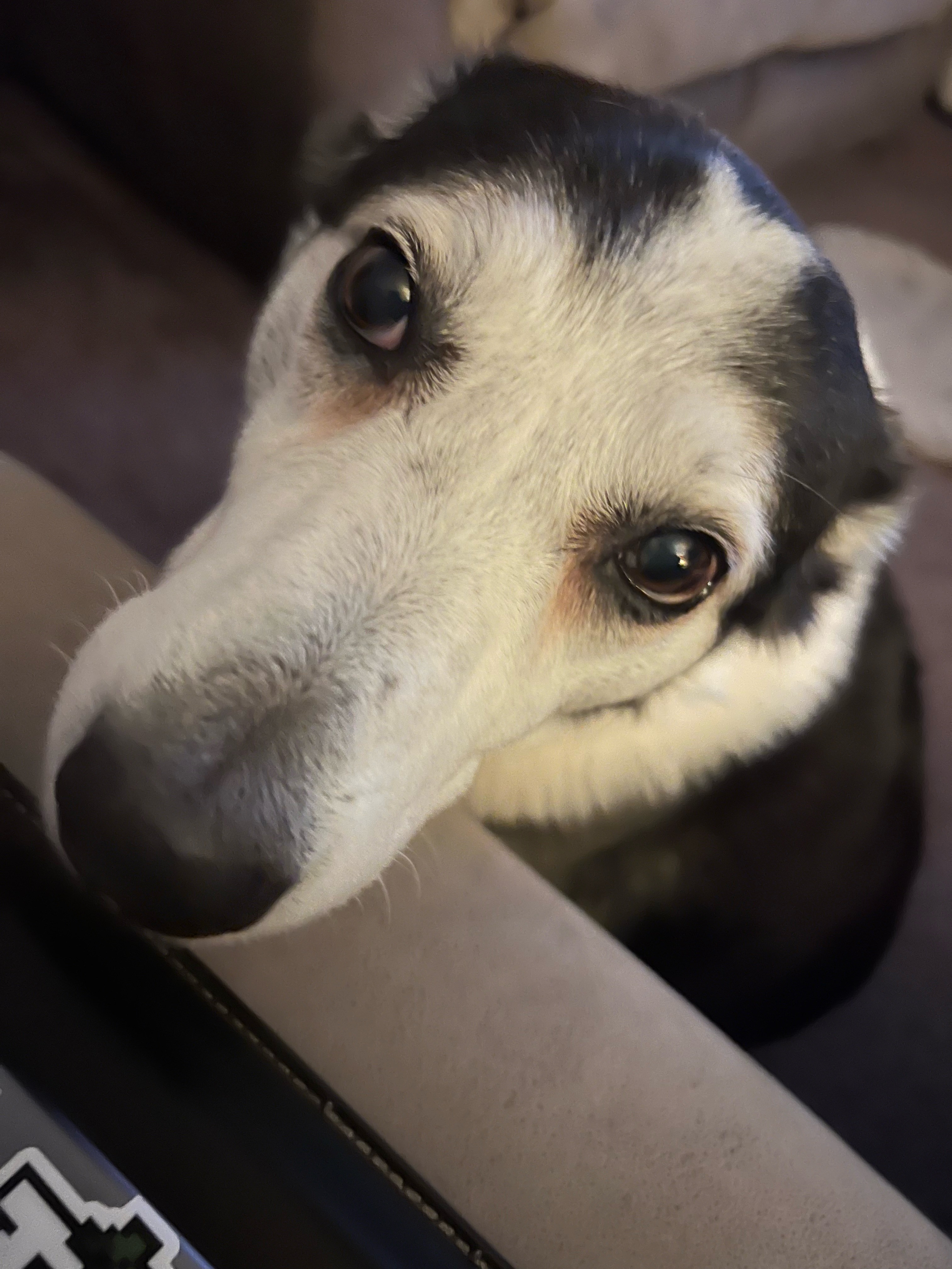 The white face of a collie is resting on a knee lovingly looking up 