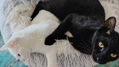 Beautiful floofs <3 image