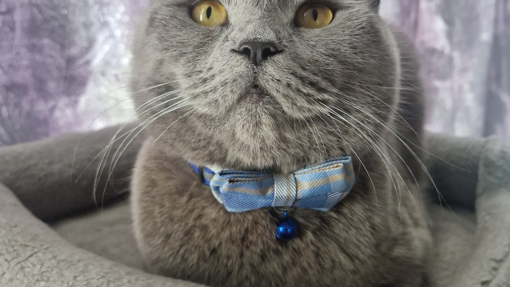 Chickoo - Guardian of the MoTaverse image