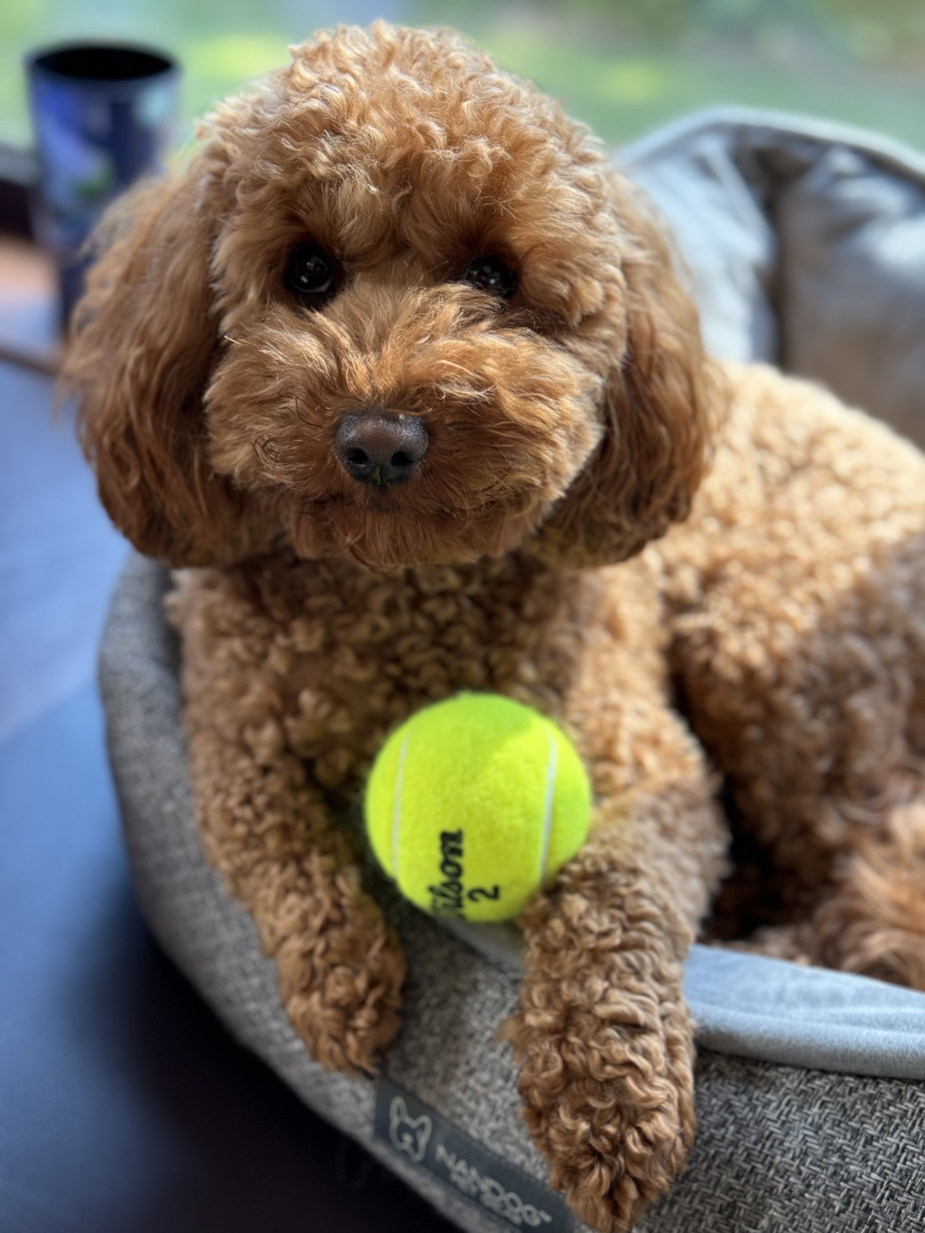 Pciture of a toy cavoodle, a breed of dog.