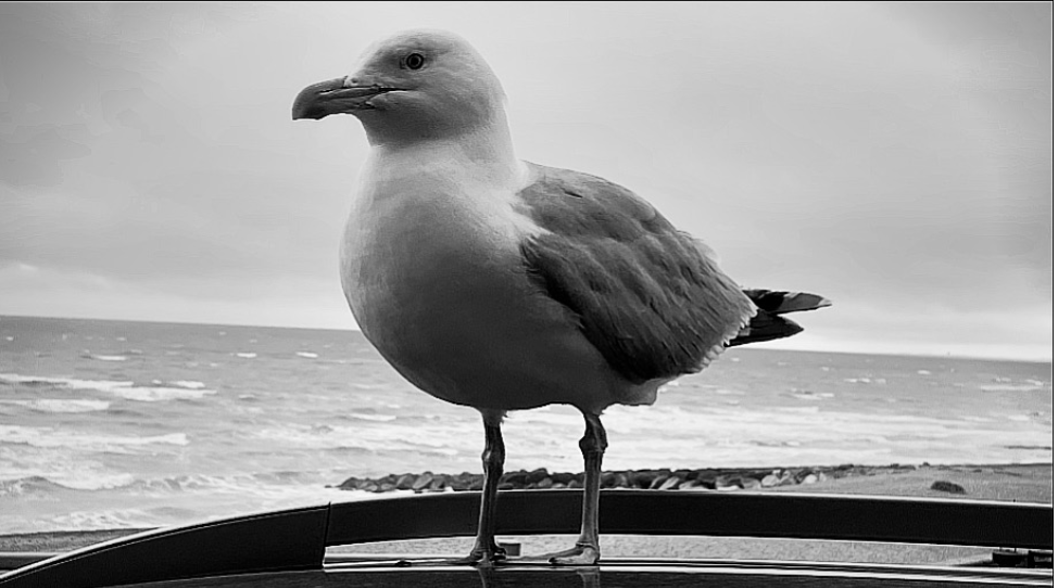 Space Seagull on a car in a thinking mood.