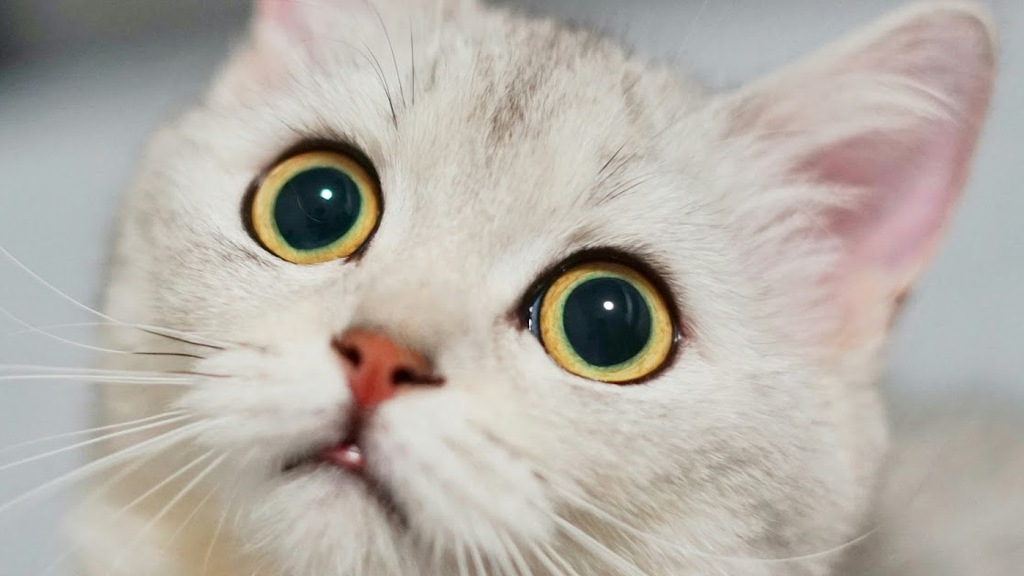 Incuriosity Killed the Project image