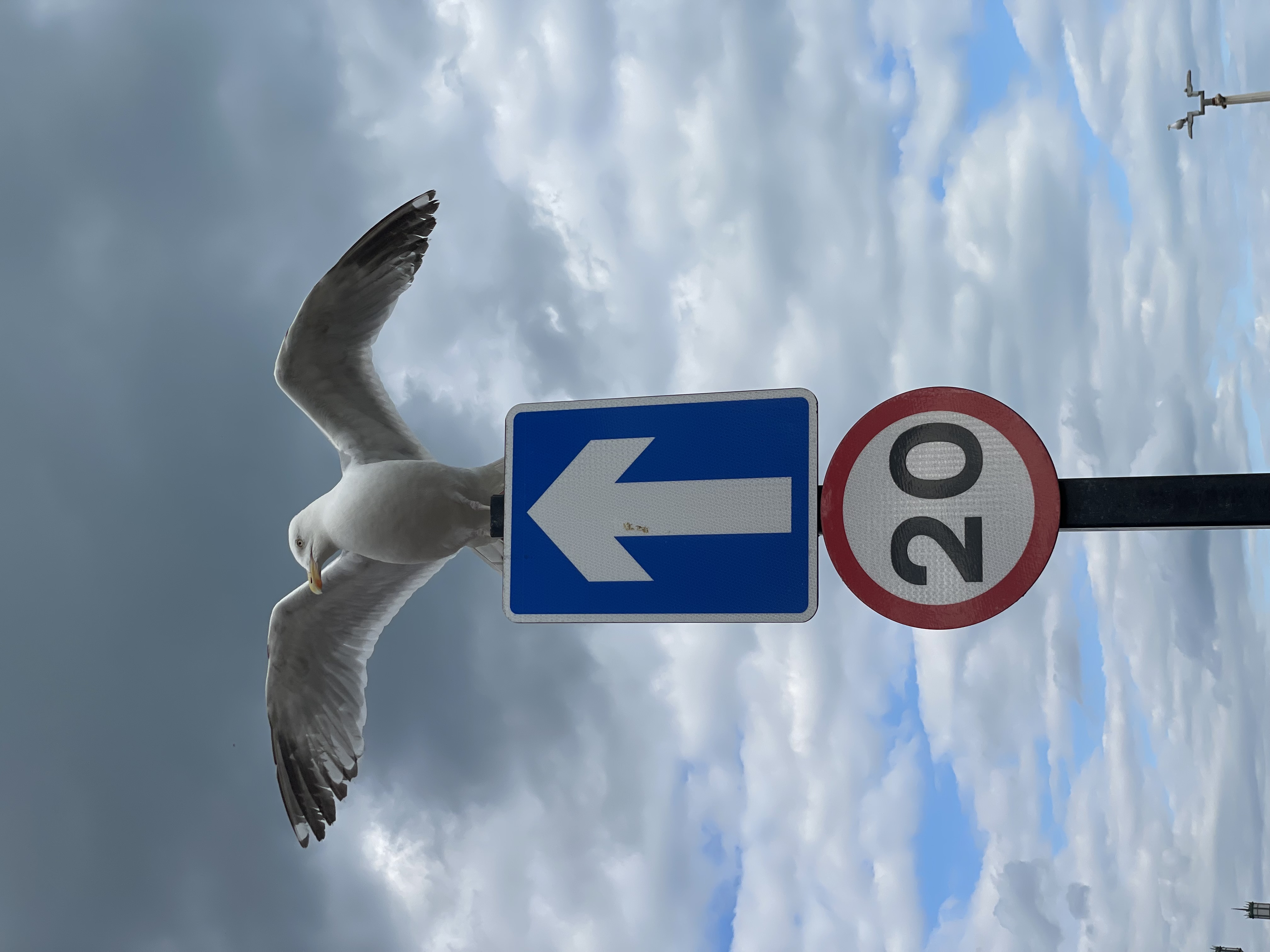 A Seagull is standing with its wings open on a 20 mph sign.