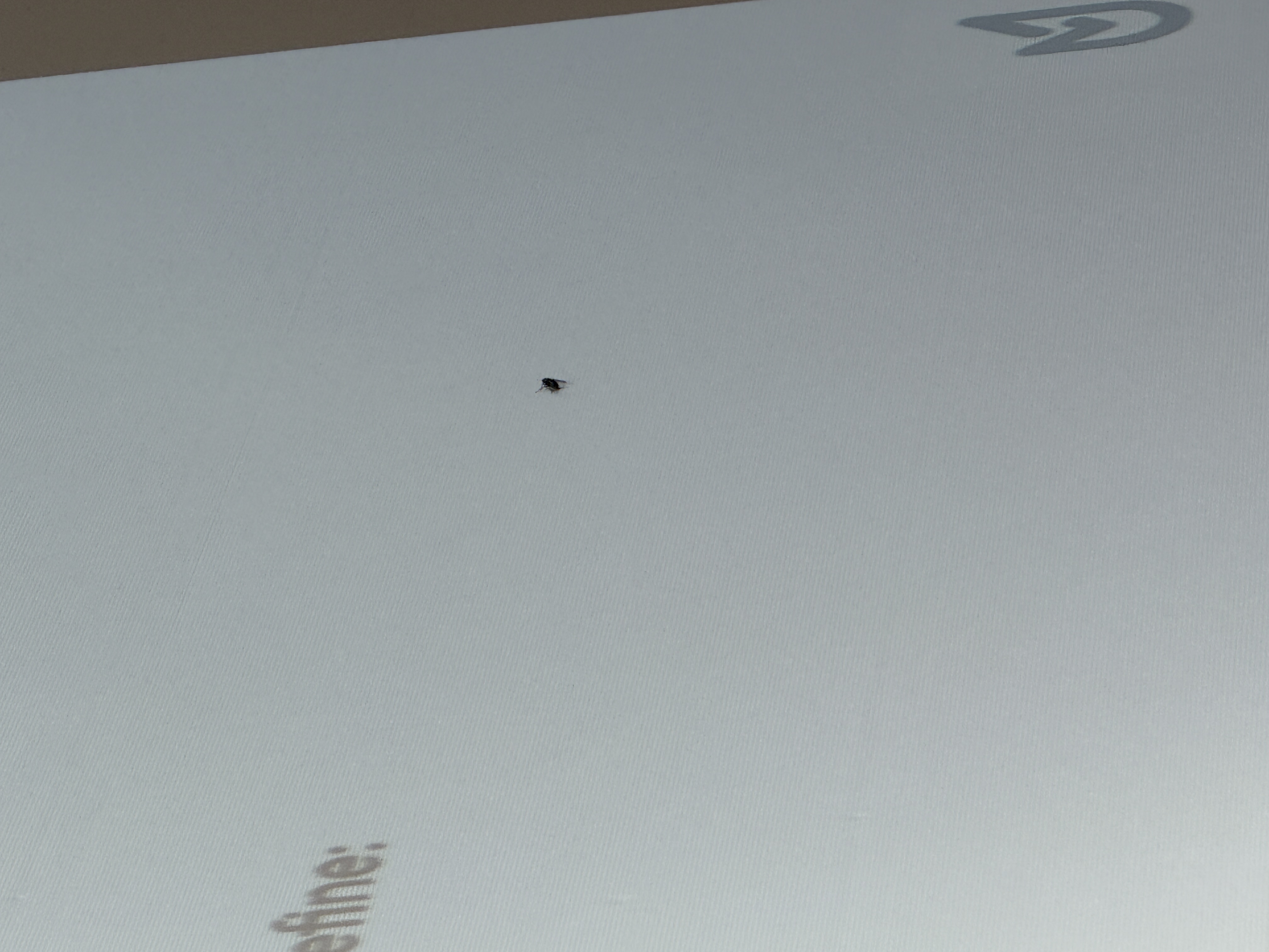 A large projector screen with a fly on it. 