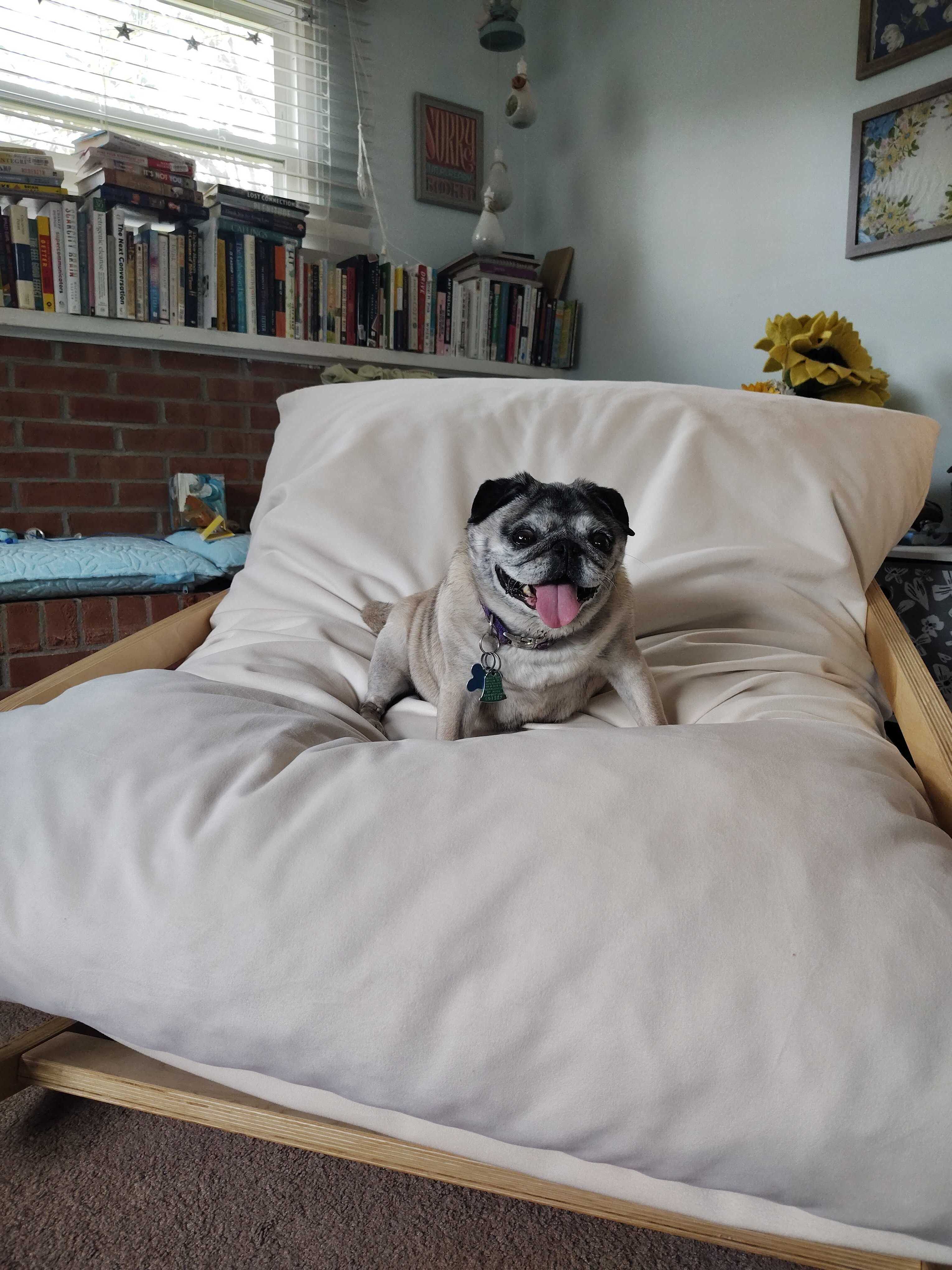 A senior pug named Princess sits regally on a large, cream-colored futon cushion in a cozy home setting. She has a fa... image