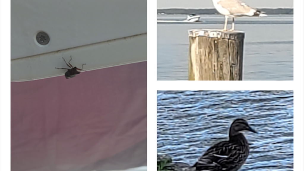 A collage of three outdoor photos. The left photo shows a close-up of a bug crawling on the underside of the helm console of a boat. The top-right photo shows a seagull standing on a wooden post by a calm body of water. The bottom-right photo shows a duck standing on grass near the water’s edge.