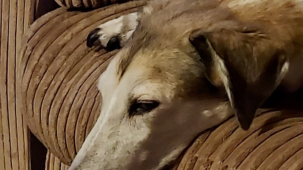 Cooper - Guardian Of the MoTaverse image