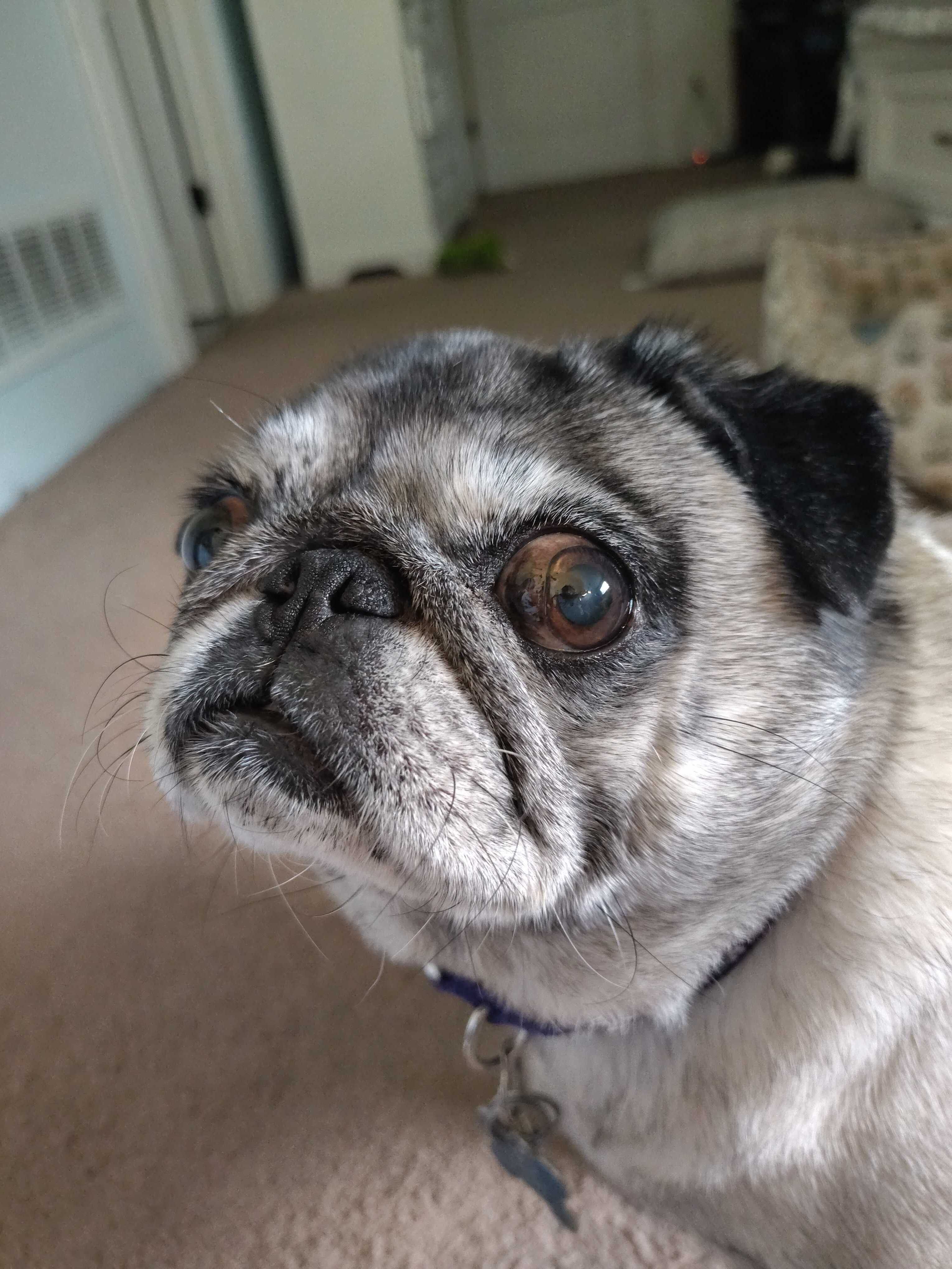 Close-up of Princess, a gray and beige pug with large expressive eyes, sitting indoors on a beige carpet. She has a slightly serious expression and wears a purple collar with tags. The background shows part of a cozy room with furniture and soft lighting. Princess is described as a “Guardian of the MoTaverse.”