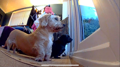 Pearl and Rutherford waiting for daddy to finish bug hunting and get his walking boots on 

Strengths:
Brother and sister so they are a duo stupidness 
Uniqueness, how many shitzsausages do you... image