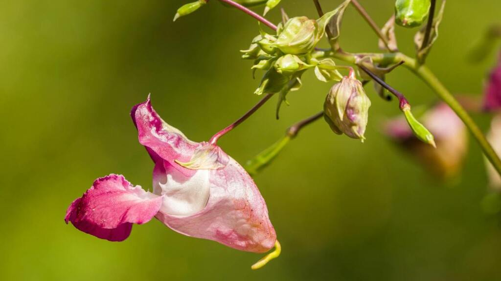 Assisted Migration, or Why Forcing AI Into Your Ecosystem Is a Terrible Idea image image