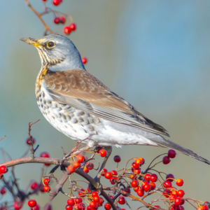 Becky Norville profile image