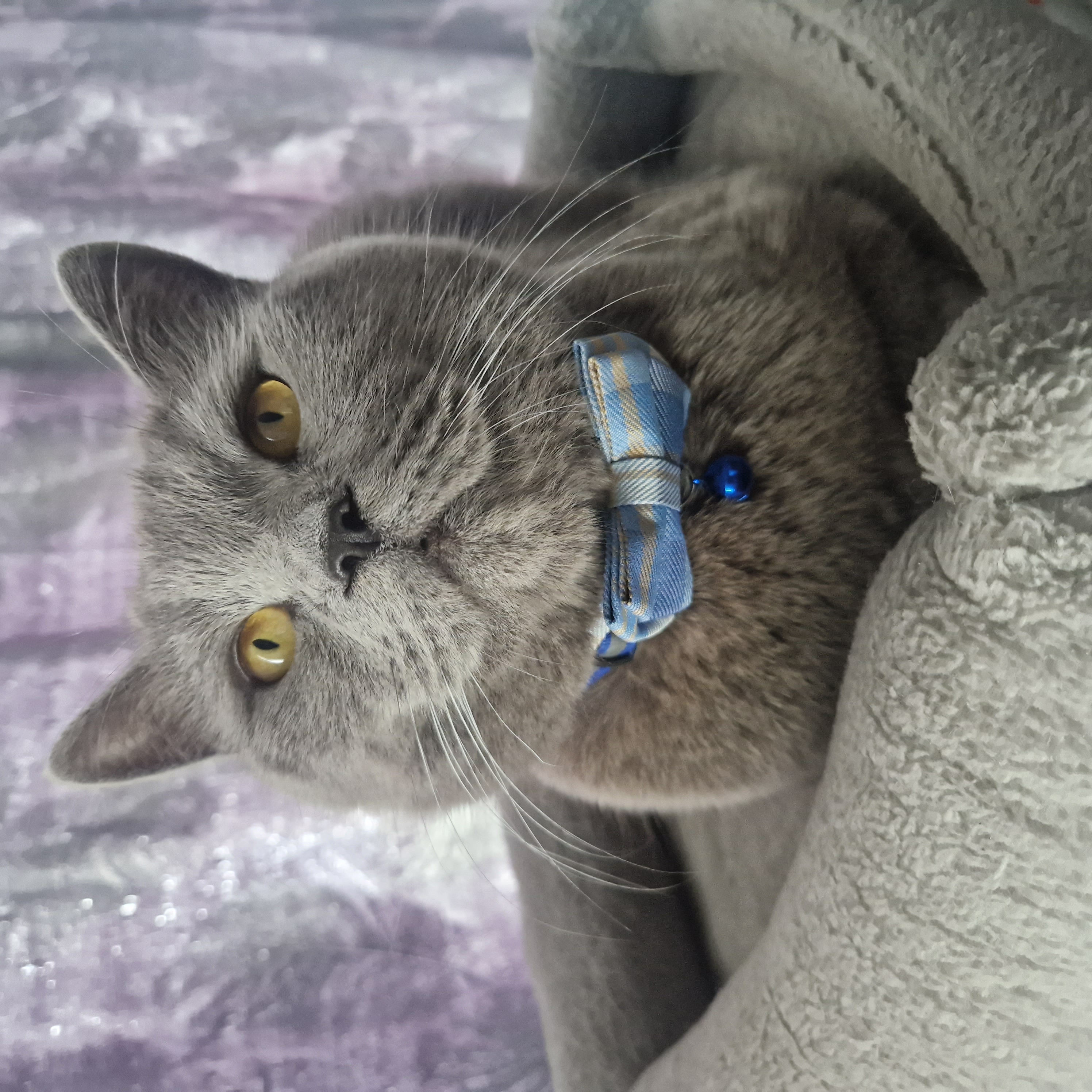 Grey furry cat!