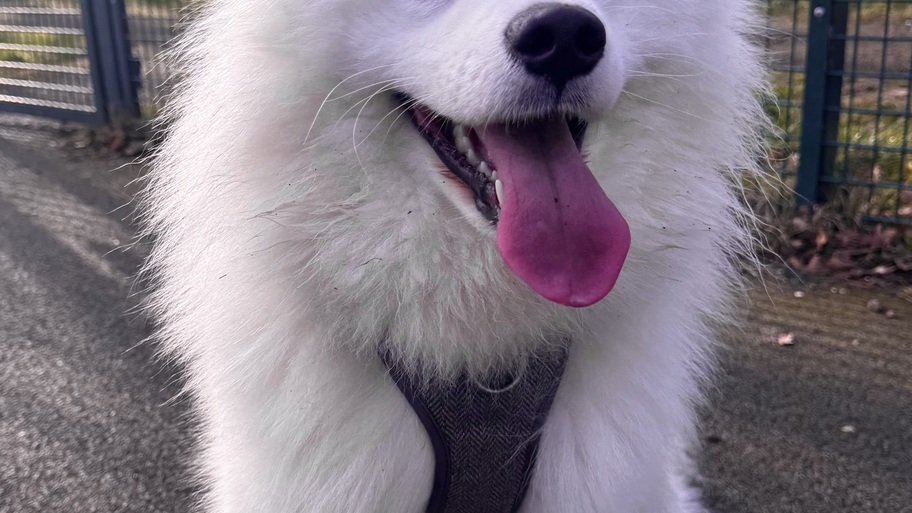 Willow - Guardian of the MoTaverse image