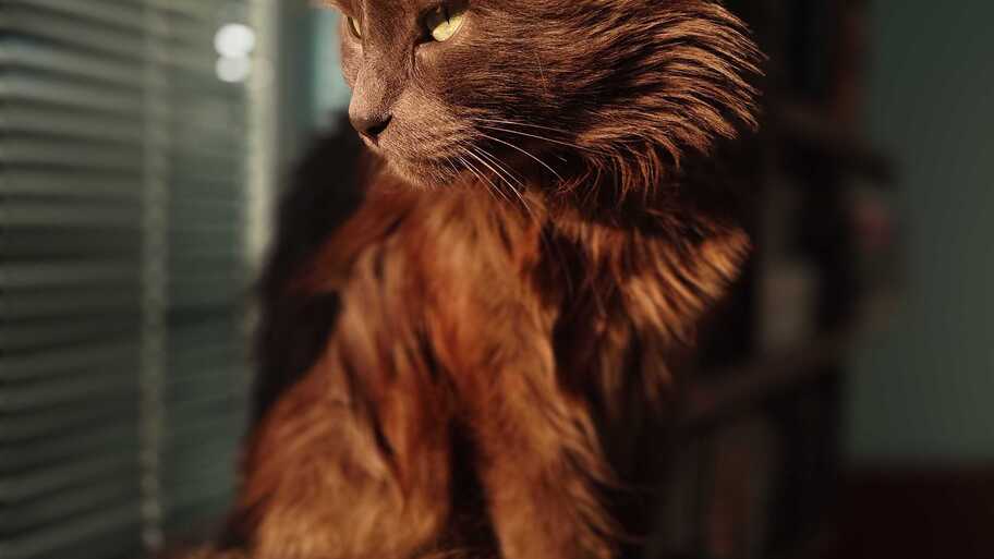 Nobby - Guardian of the MoTaverse image