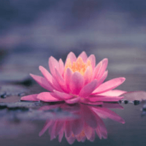 Shreya Rawal profile image