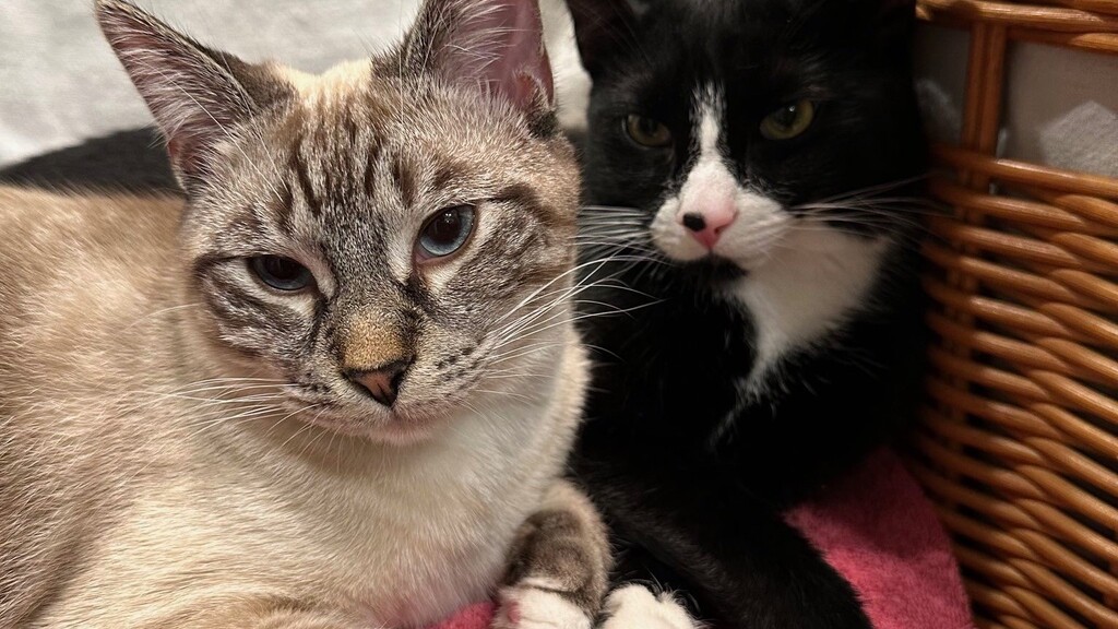 A lynx point Siamese-mix cat with blue eyes and a black-and-white tuxedo cat with a pink nose sit side-by-side on a b... image